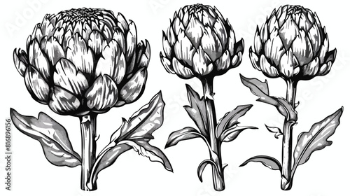 Full and cut budding artichoke flower heads or inflor