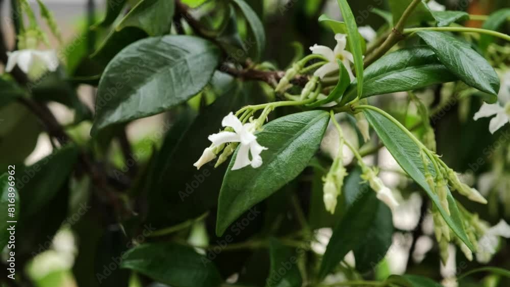 Fiori di gelsomino, pianta di gelsomino con fiori e foglie mossi dal vento Fiori di gelsomino, pianta di gelsomino con fiori e foglie mossi dal vento