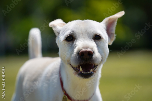 a dog with a red collar is smiling and the camera is showing.