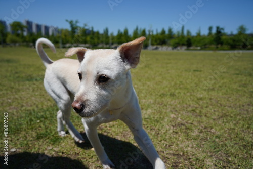White dog playing on the grass in the park. 