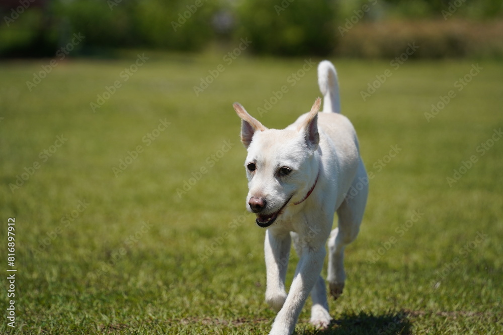 a white dog running in a field with a brown collar on it's neck.