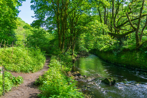river in the woods