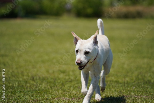 a white dog running in a field with a brown collar on it's neck.
