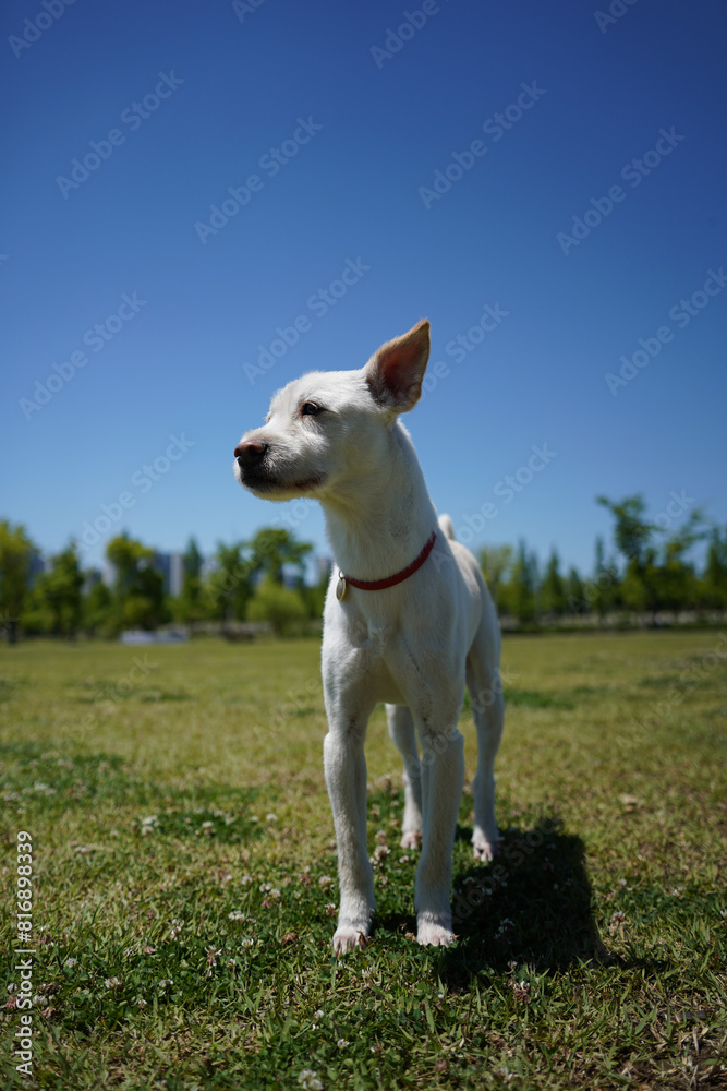 a white dog with a red collar stands on a grass field.