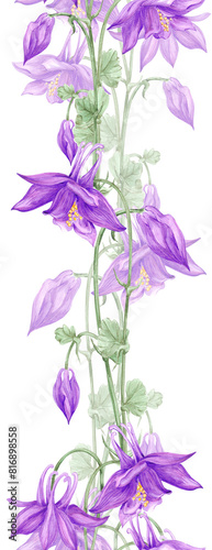 Hand drawn watercolor purple aquilegia flowers seamless border isolated on white background. Can be used for cards  label  textile and other printed products.