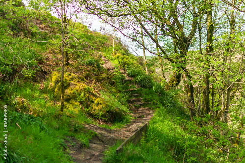 Obraz premium path in the forest