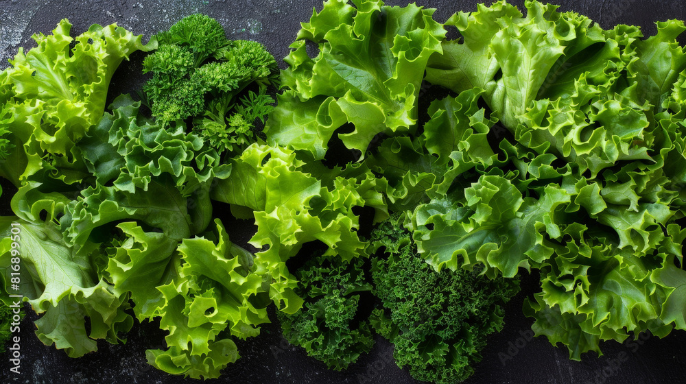 Gardeners are seen picking fresh kale leaves from plants in a vegetable garden. The kale is green and healthy, and the process is done carefully to ensure quality Gardeners are seen picking fresh kale leaves from plants in a vegetable garden. The kale is green and healthy, and the process is done carefully to ensure quality