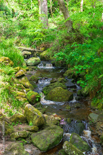 stream in the forest