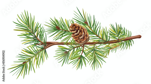 Green conifer branch with needles and cone. Evergreen