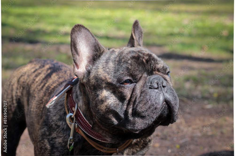 Cute French Bulldog on a walk Cute French Bulldog on a walk