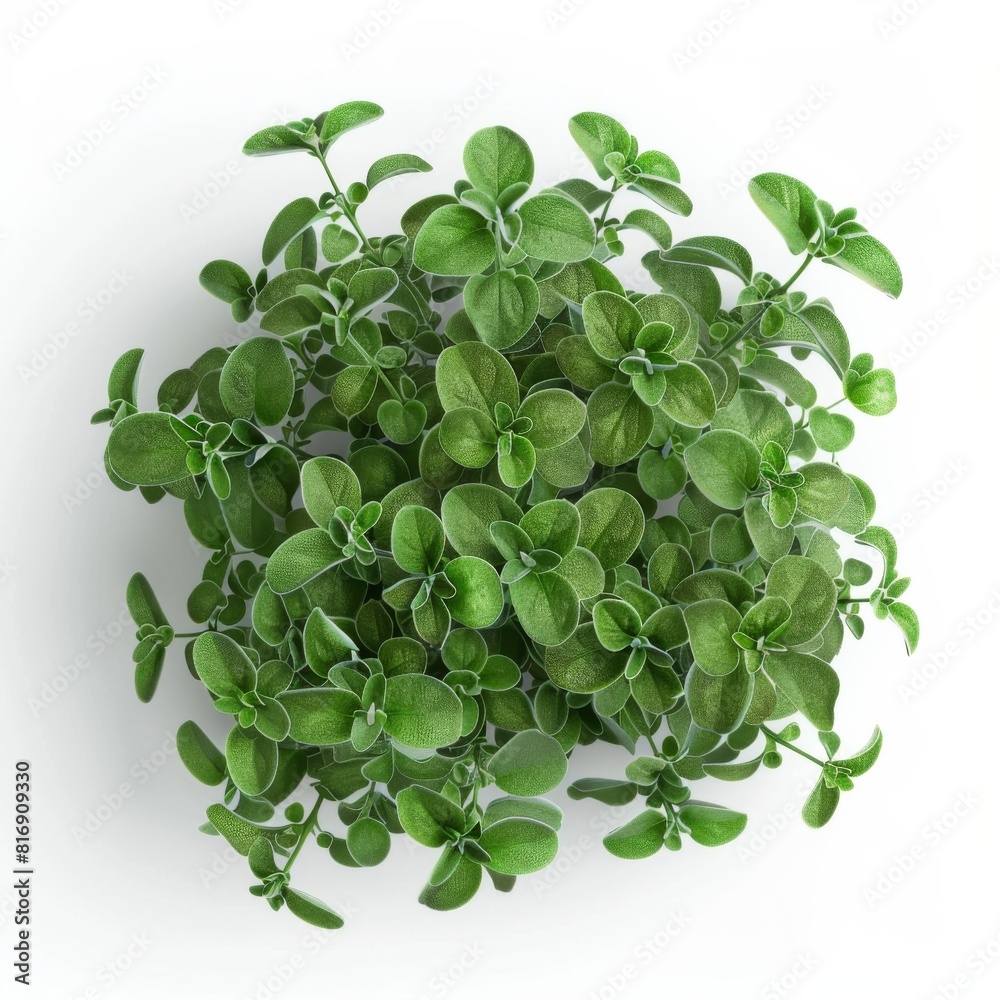 Close-up of a thyme plant isolated on a plain white background Close-up of a thyme plant isolated on a plain white background