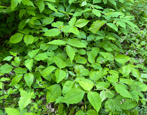 Poison sumac, Rhus radicans photo