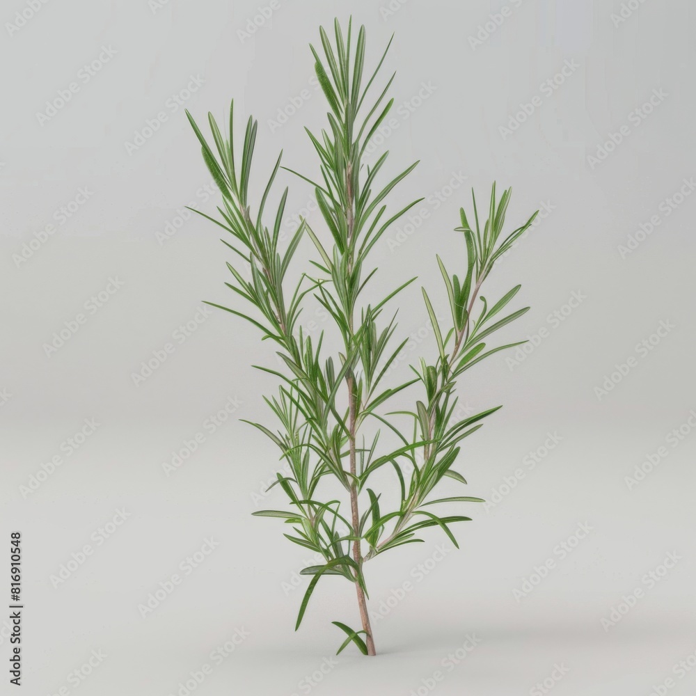 Fototapeta premium Detailed 3D model of a rosemary plant on a white background for graphic design