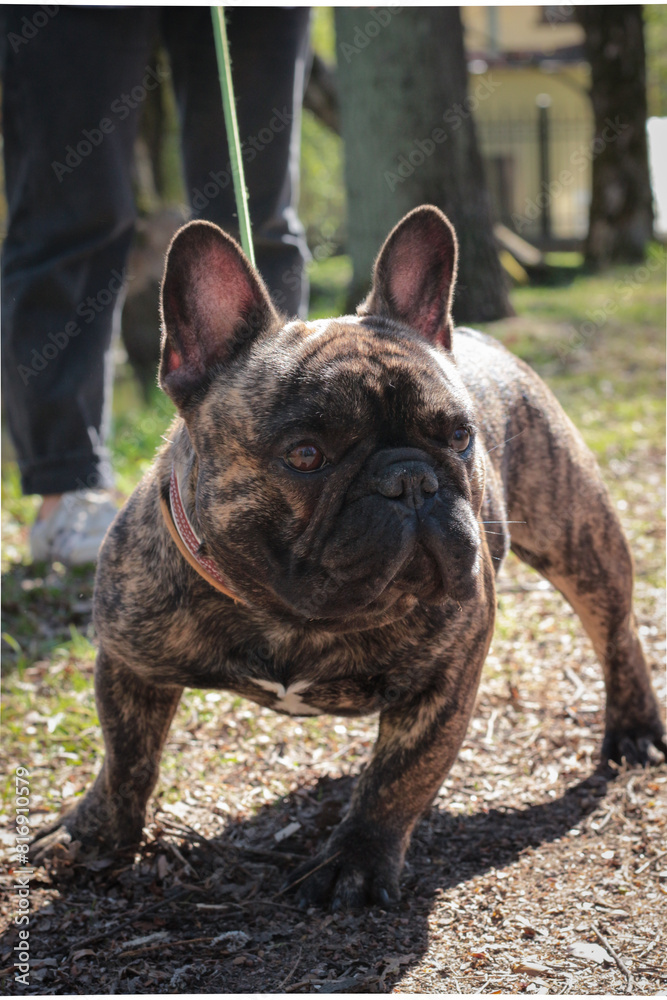 Cute French Bulldog on a walk Cute French Bulldog on a walk