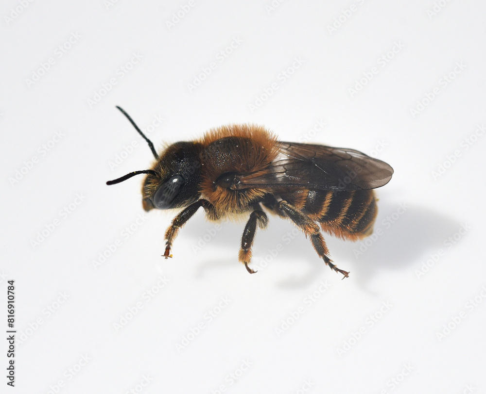 black-spurred stem bee black-spurred stem bee