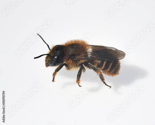 black-spurred stem bee