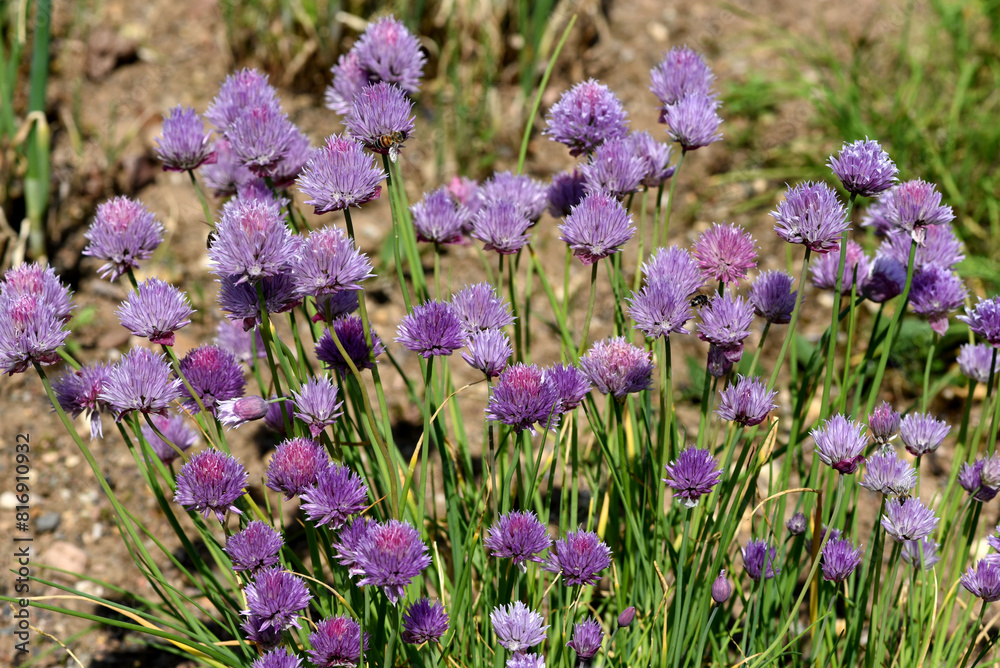 Chives, Allium schoenoprasum Chives, Allium schoenoprasum