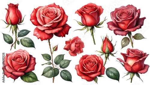Set of red roses, watercolor illustration isolated on a white background