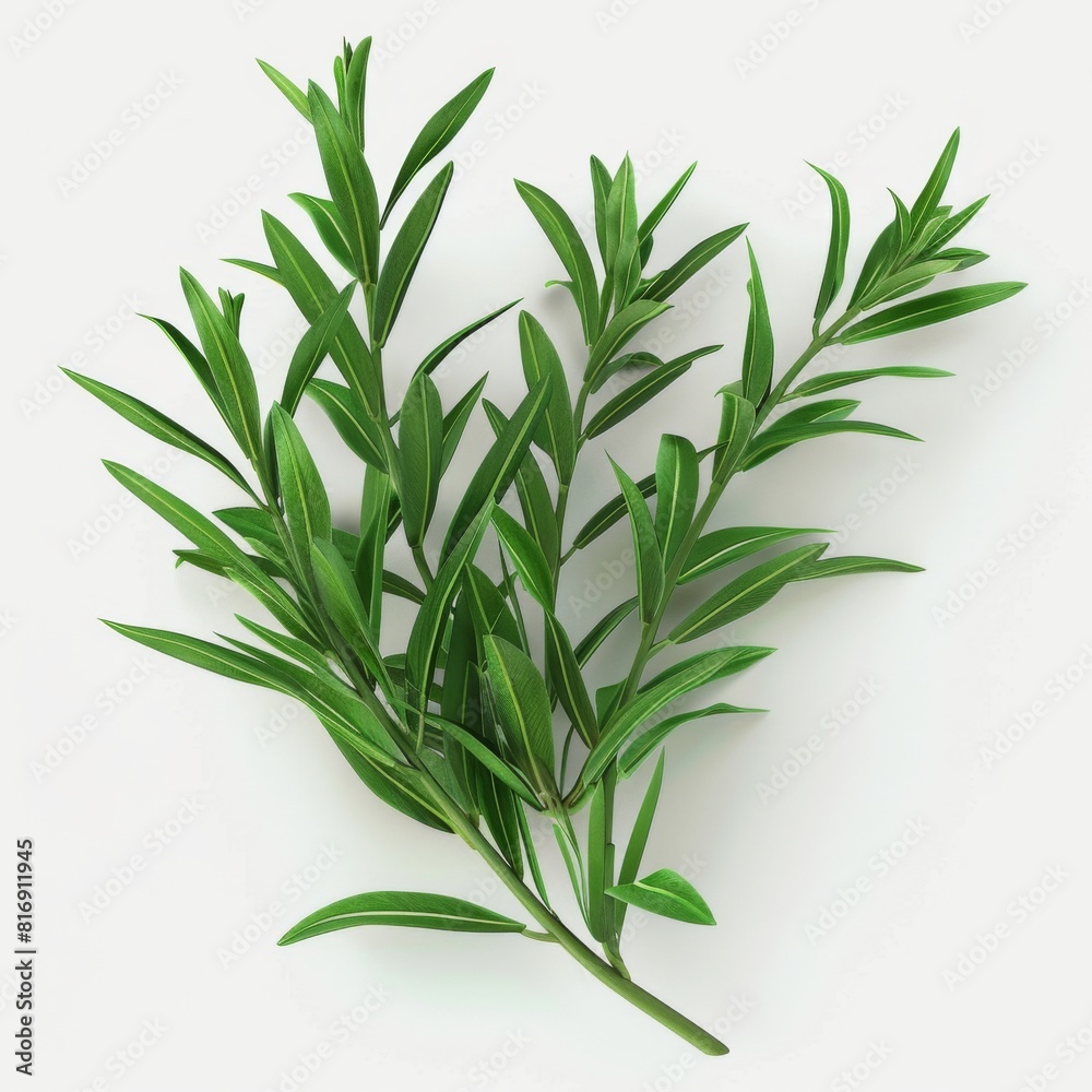 Obraz premium A single branch of rosemary isolated on a plain white background