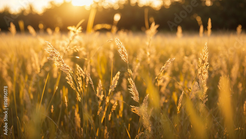  field of tall grass backlit by the sun