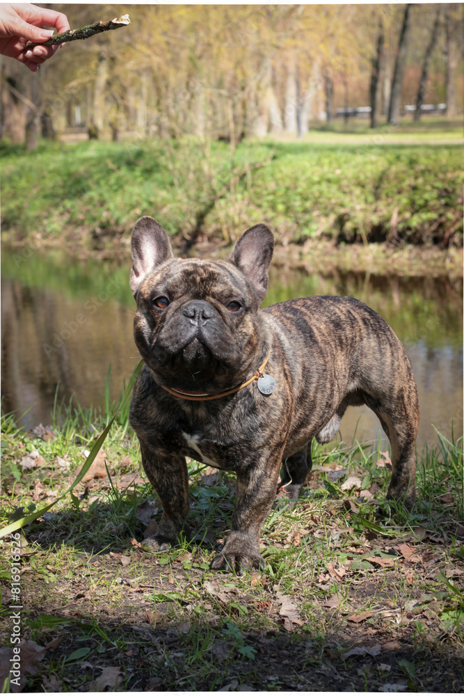Cute French Bulldog on a walk Cute French Bulldog on a walk
