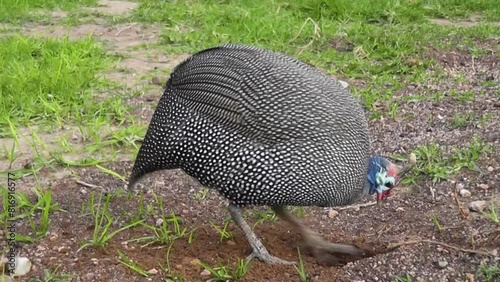 Guinea fowl scratches in the soil looking for food to forage.