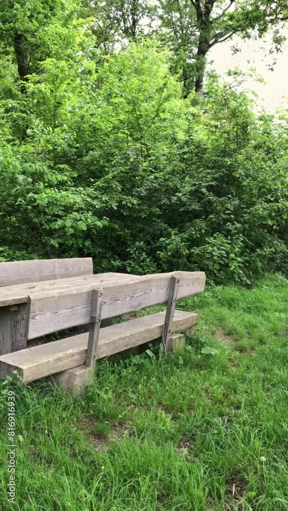 Wooden bench in the park, forest landscape, vertical video Wooden bench in the park, forest landscape, vertical video