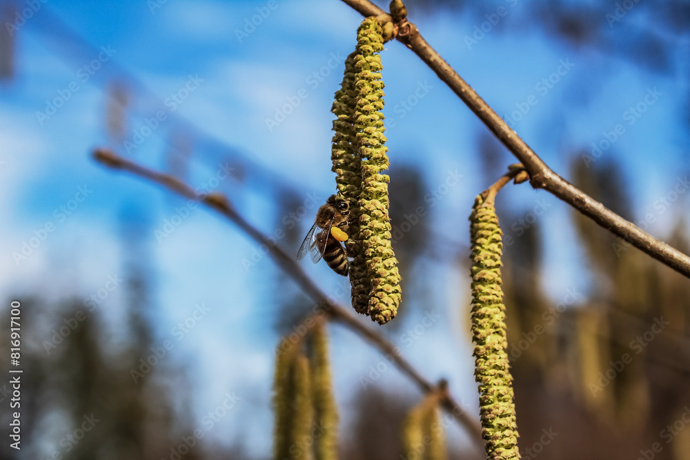 Forest - Europe, Romania, Suceava region, Marginea Forest - Europe, Romania, Suceava region, Marginea