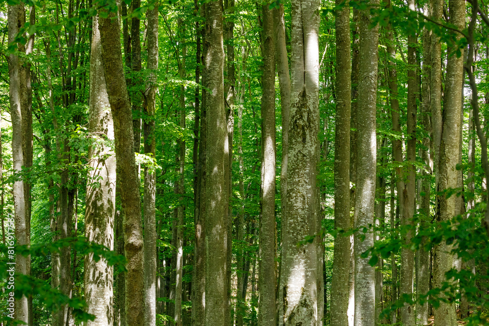 The roots and tree trunk in a forest The roots and tree trunk in a forest
