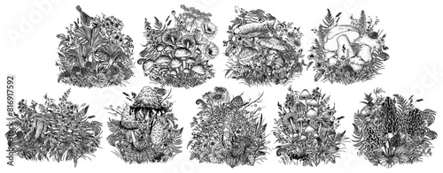 Vector set of 9 mushrooms surrounded by forest plants, flowers, berries. Fly agaric, porcini mushroom, chanterelles, honey mushrooms, morel, bamboo, common bonnet , Coprinus comatus, oyster mushrooms