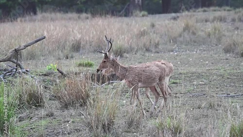 Two bara singhas walking in the dry grasslands of Kanha national park photo