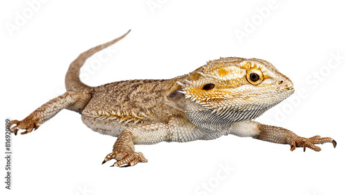 Bearded dragon lizard isolated on transparent background  PNG