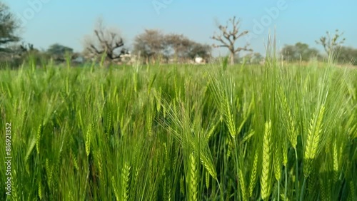 Wheat crop waving in field under blue sky 