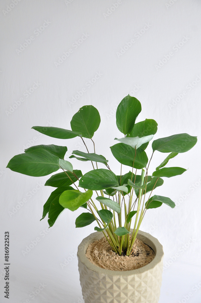 Fototapeta premium planta maranta charuto mini folhagem em vaso 