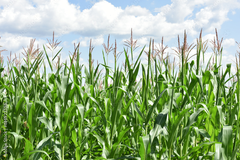 Obraz premium ears of corn and green leaves on a field background close-up. Corn farm. A selective focus picture of corn cob in organic corn field. concept of good harvest, agricultural