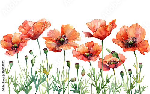 Watercolor Painting of Red and Orange Poppies with Green Stems and Buds