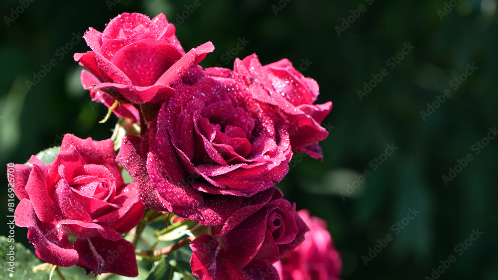 Red rose flower background. Red roses on a bush in the garden, close-up. Red rose flower with water drops after rain or morning dew. Red Rose, magic, Plant care, landscaping, holiday gift for a girl Red rose flower background. Red roses on a bush in the garden, close-up. Red rose flower with water drops after rain or morning dew. Red Rose, magic, Plant care, landscaping, holiday gift for a girl