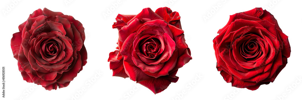 Set of top view of a red rose isolated on a transparent or white background Set of top view of a red rose isolated on a transparent or white background