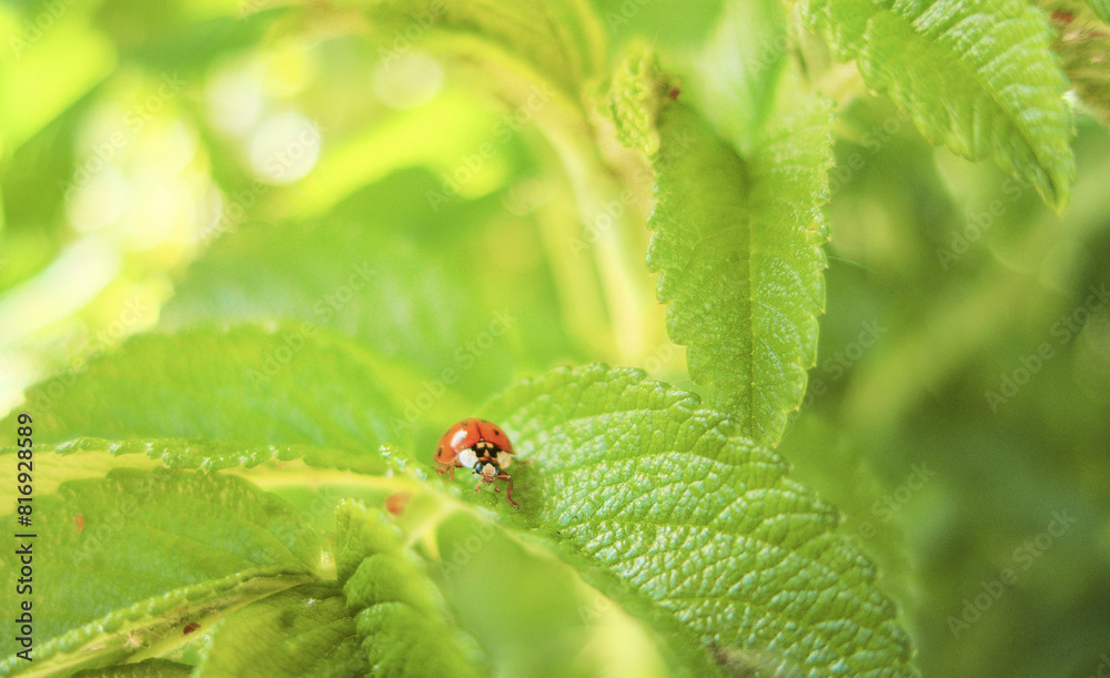 Coccinellidae, ladybug, ladybird, red small insect on green leaves Coccinellidae, ladybug, ladybird, red small insect on green leaves