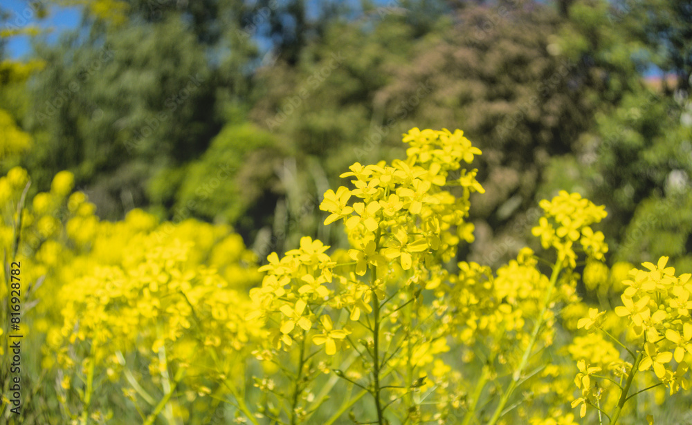 Brassica napus, canola plant Brassica napus, canola plant
