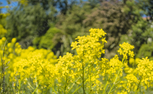 Brassica napus, canola plant