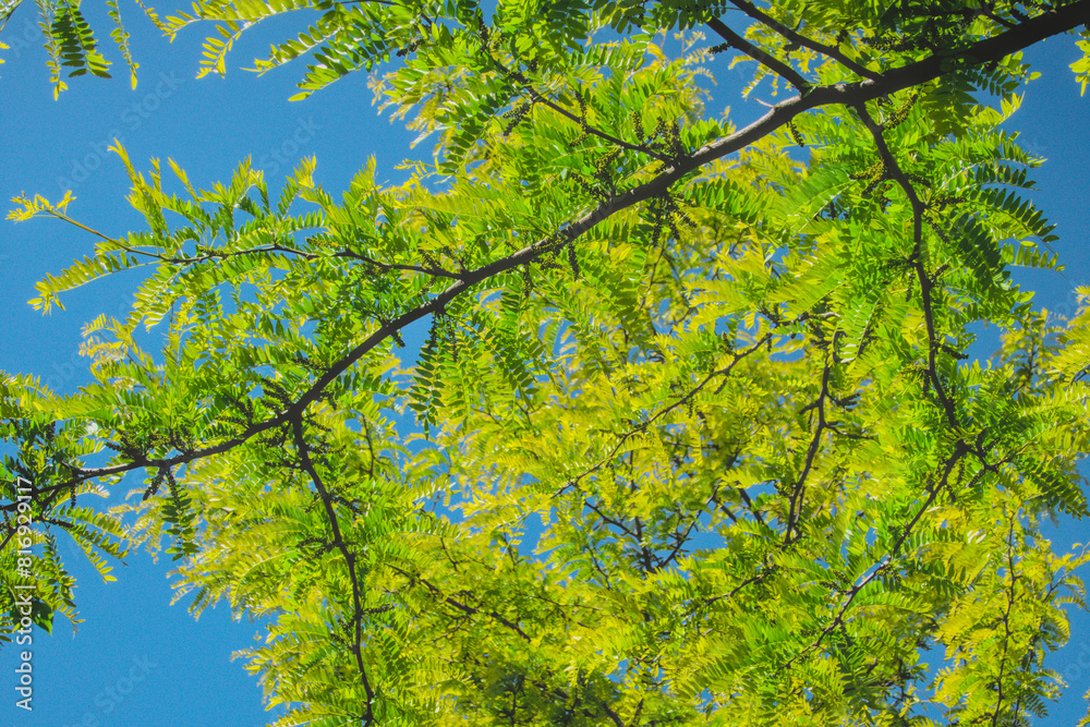 Fototapeta premium Tree with green leaves and blue sky