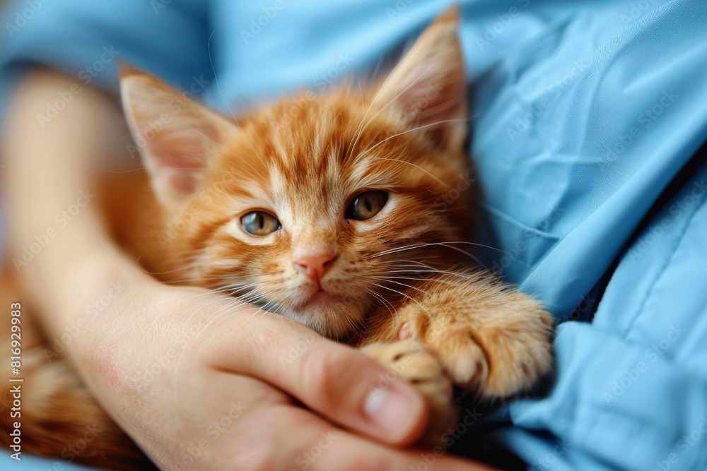 Cute orange kitten in human hands. Close-up domestic pet portrait. Animal care and affection concept. Design for pet care articles and adoption campaigns. Cute orange kitten in human hands. Close-up domestic pet portrait. Animal care and affection concept. Design for pet care articles and adoption campaigns.