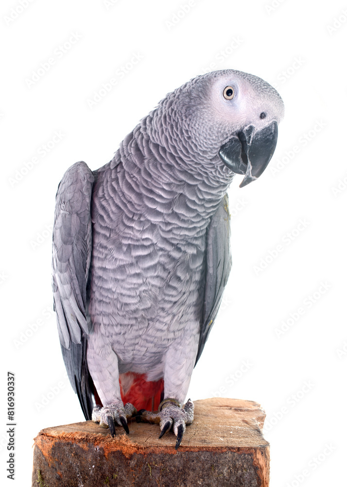 Fototapeta premium African grey parrot