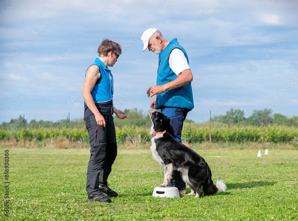 obedience training for border collie obedience training for border collie