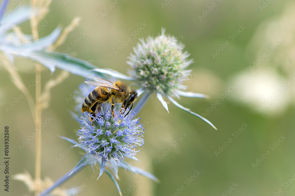 bee collecting nectar from a thorny wildflower close-up. honey bee on the meadow plant Eryngium. macro photo of an insect in nature. natural background, place for text, bokeh bee collecting nectar from a thorny wildflower close-up. honey bee on the meadow plant Eryngium. macro photo of an insect in nature. natural background, place for text, bokeh