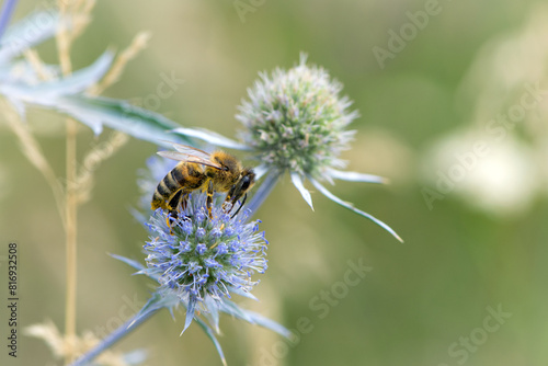 bee collecting nectar from a thorny wildflower close-up. honey bee on the meadow plant Eryngium. macro photo of an insect in nature. natural background  place for text  bokeh