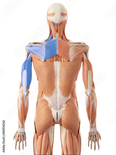Deep Back Arm Line DBAL - rhomboideus, rectus capitis lateralis, levator scapulea, supraspinatus, infraspinatus, teres major, triceps brachii, ulnar peroisteum, hypothenar photo
