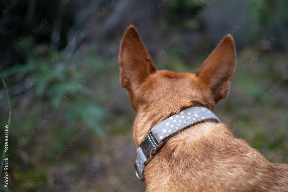 kelpie dog in the australian bush in a park kelpie dog in the australian bush in a park