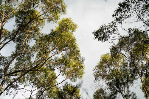 beautiful gum Trees and shrubs in the Australian bush forest. Gumtrees and native plants growing